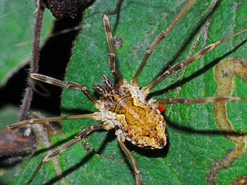 Mitopus morio - Phalangiidae